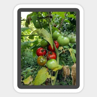 Red tomatoes are waiting for harvest Sticker